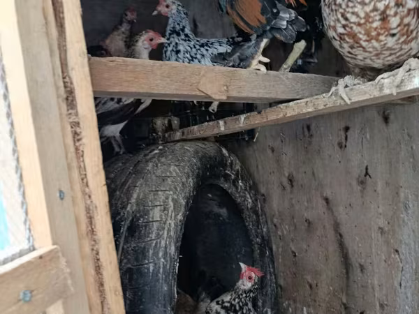 bantam japonais