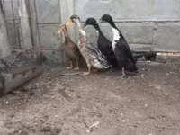 Geese — Foto 2