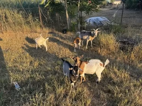 母山羊, Goats