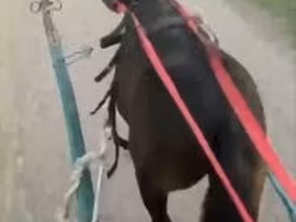 Caballo, Caballos