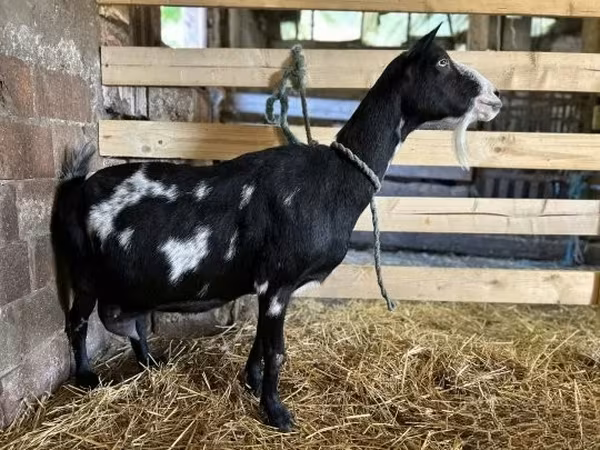 母山羊, Goats — 匈牙利