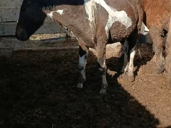Égua, Cavalos