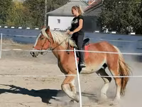 Hengst, Pferde — Foto 4