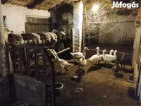 Turkeys — Foto 1