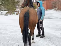 Jument, Akhal-Teke — photo 5