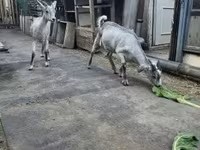 Bak, Nubian Goat — 2. fotó