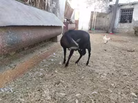 Goat, Murcia-Granada goats — photo 2