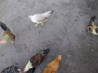 bantam japonais — photo 1
