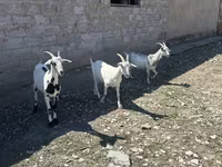 Nőstény kecske, Saanen goat — 2. fotó