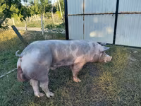 Kanec, Prasata — foto 2
