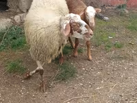 Ovelha, Ovelhas — foto 2