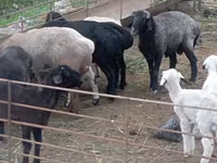 Bélier, Moutons — photo 3