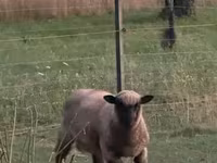 Sheep (batch, sex not specified), White Suffolk sheep — photo 6
