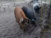 母猪, Pigs — 照片 2