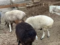 Sheep (batch, sex not specified), Sheep — photo 2