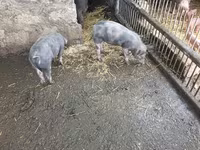 Boar, Виндснайер — photo 3