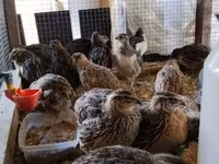 Quails — foto 5