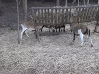 公羊, Cameroon sheep — 照片 1