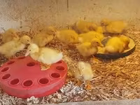 Chickens — foto 6