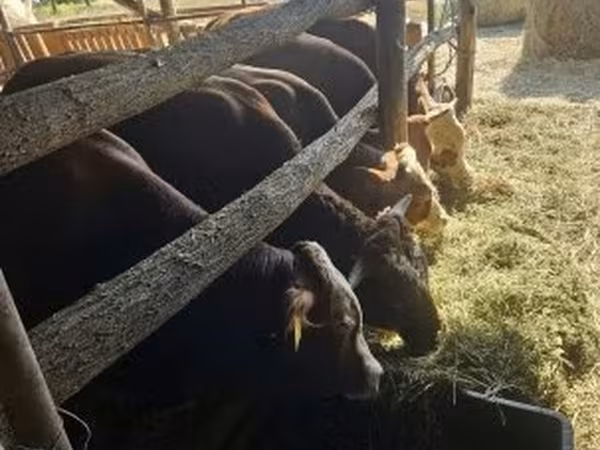 Bika, Limousin tehén
