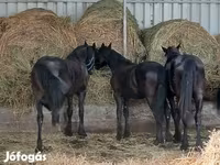 घोड़ा, Dutch warmblood horse — फ़ोटो 5