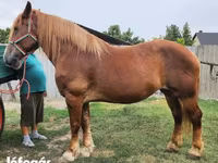 Égua, Hungarian horse breed — foto 1