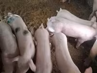 Sow, Pigs — photo 8