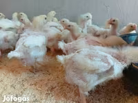 Chickens — Foto 1