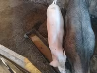 Säue, Schweine — Foto 3