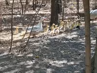 Ducks — photo 2
