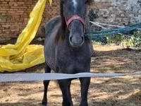 母马, Horses — 照片 4