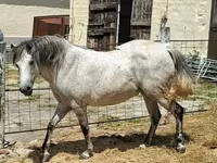 Jument, Hungarian horse breed — photo 1