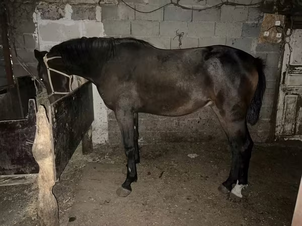 Hing, Orlov Trotter