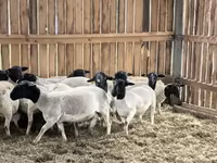 Ram, Dorper sheep — photo 4