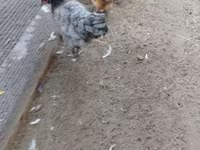 gallina danesa — foto 1