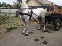 حصان, Lipizzaner — الصورة 3
