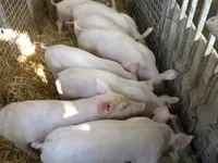 Boar, Крупная белая — photo 4
