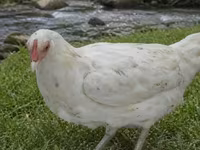 Chickens — फ़ोटो 2