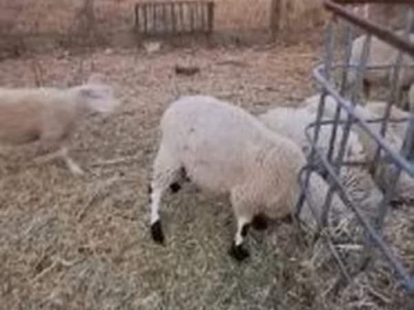 Kos, Cerry Hill sheep — Magyarország