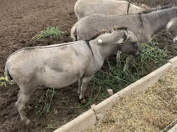 Klisna, Koně