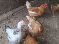 Chickens — 4-сурет