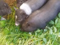 Pigs (batch, sex not specified), Вьетнамская вислобрюхая — photo 2