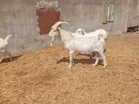 Ziegenbock, Saanen goat — Foto 3