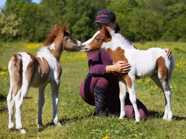 Hing, American shetland pony