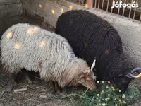 Oveja, Racka sheep — foto 1