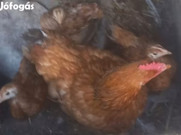 Chickens — Hungary