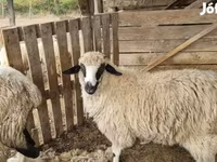 Sheep, Tsigai sheep — photo 2