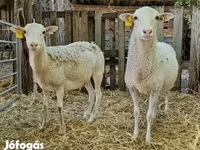 公羊, Cameroon sheep — 照片 4