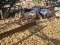 Sheep (batch, sex not specified), Dorper sheep — photo 2