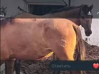 母马, Mugalzhar horse — 照片 2